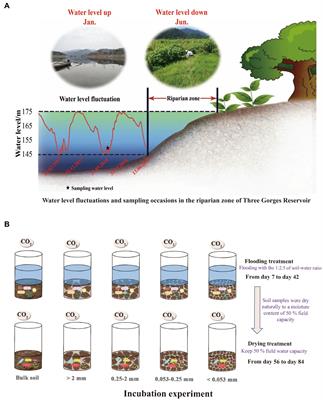 Shift from flooding to drying enhances the respiration of soil aggregates by changing microbial community composition and keystone taxa